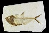 Bargain, Fossil Fish Plate (Diplomystus) - Wyoming #111256-1